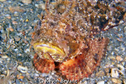 Twice ran across plumed scorpionfish on my last journey t... by Kevin Bryant 